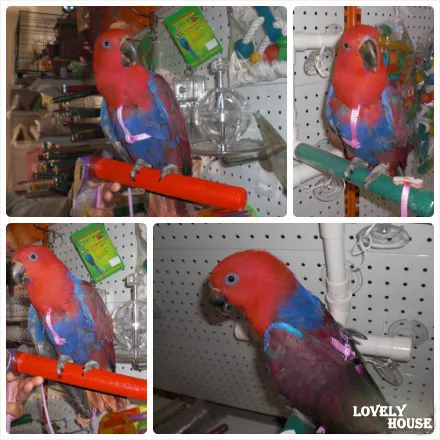 Adjustable Large/Medium Parrot/Bird Harness Multicolor 3