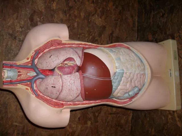 altes Somso Lehrmodell menschlicher Körper Anatomiemodell Torso Modell 7
