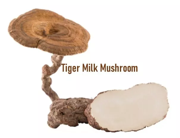 Anti-Inflammatory Tiger Milk Mushroom Sclerotia Pure Extract 30 Capsules x 500mg