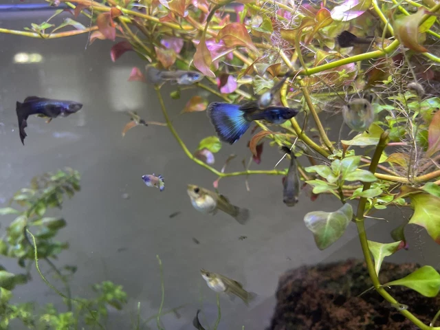 Trio -MFF Live Aquarium Guppy Fish High Quality - Blue Moscow Guppies USA Seller