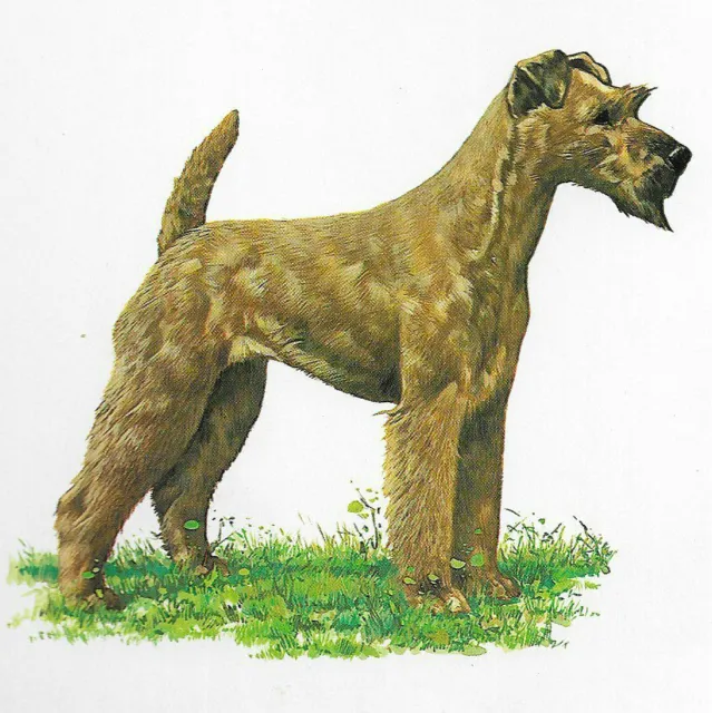 Irish Terrier (Color) - CUSTOM MATTED - 1976 Vintage Dog Art Print - Cozzaglio
