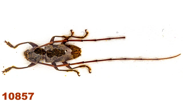 Cerambycidae: Acalolepta sp.  A2, 14 mm, 1 pc