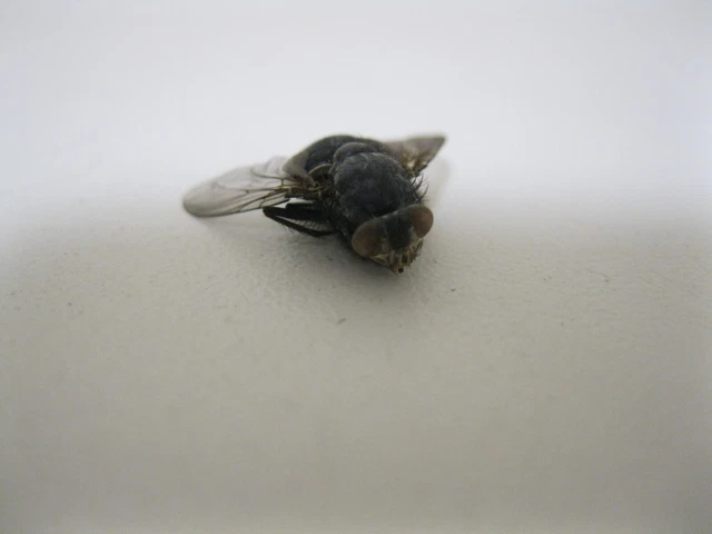 Dead fly