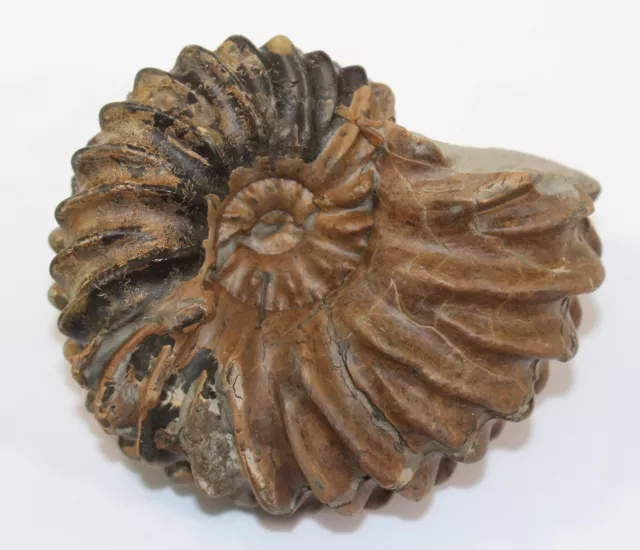 Ammonit, Hoplites sp., Kreide, Alb, Troyes, Frankreich -c550