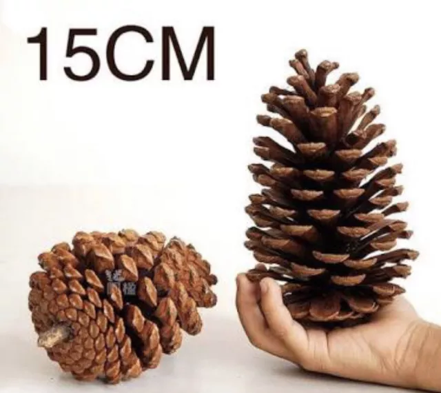 2 PCS Australian Natural Giant Pine Cones (XL) 13 To 15 Cm FOR ALL SEASONS