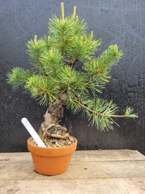 Shohin Pinus parviflora "Japanese White Pine" Bonsai Tree outdoor 20