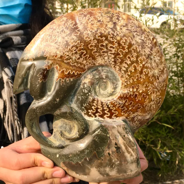 3.68LB  Rare! Natural Tentacle Ammonite FossilSpecimen Shell Healing Madagascar