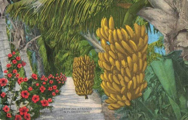 Huge Stalks of Bananas & Flowers Growing in Florida, Vintage Postcard