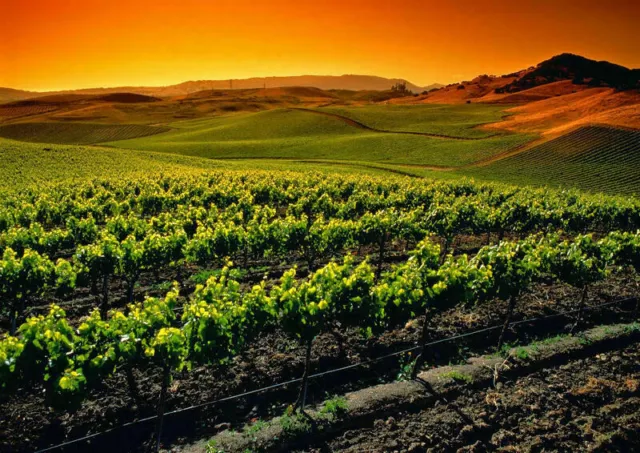 386589 Napa Valley Vineyards WALL PRINT POSTER DE