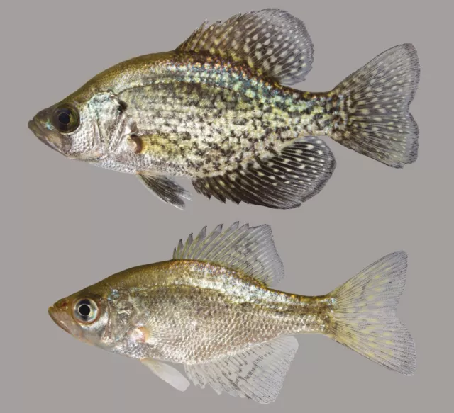 MEDIUM BLACK CRAPPIE SUNFISH LIVE FISH *FREE Expedited Shipping*