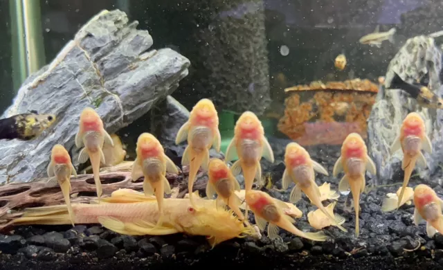 Albino Bristlenose Pleco - LIVE FRESHWATER TROPICAL FISH