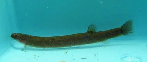 Black Kuhli Loach LIVE FISH Read Description