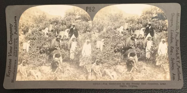 Picking Tea Leaves Pretty Hill Country Galle Ceylon Real Photo Stereoview Ex