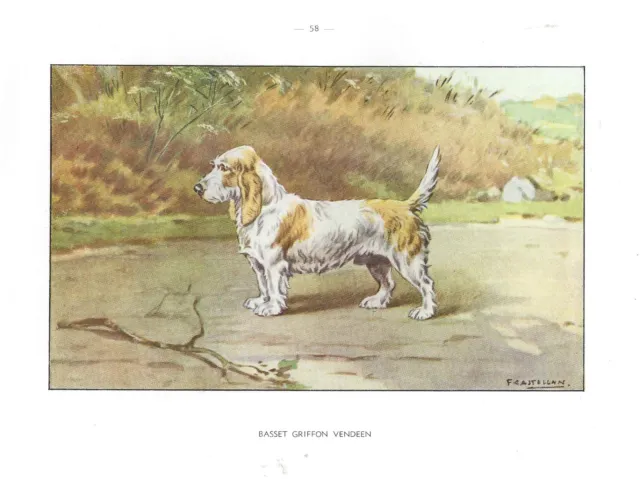 1930s Castellan France Dog Art Print PETIT GRAND BASSET GRIFFON VENDEEN HOUND