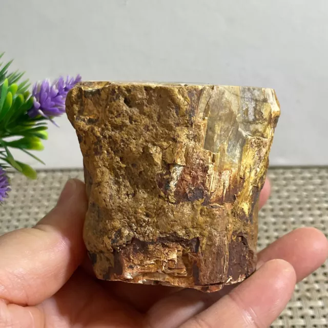 Natural polished petrified wood agate crystal fossils Madagascar 249g g90 3