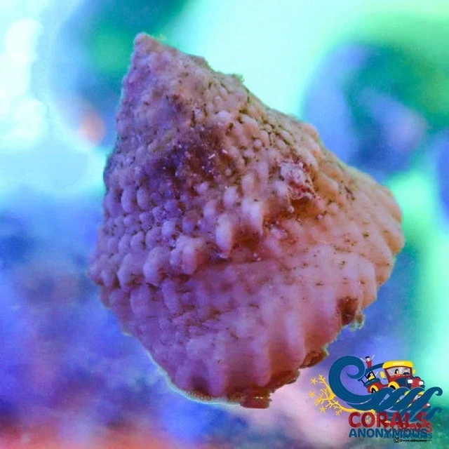 Astrea Turbo Snails (10 pack) [Corals Anonymous]