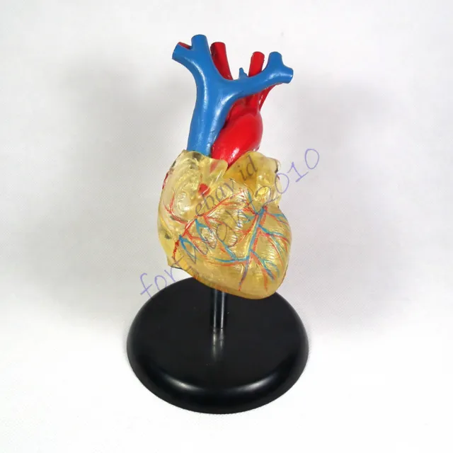 RS life size human heart clear detachable model anatomy teaching education profe