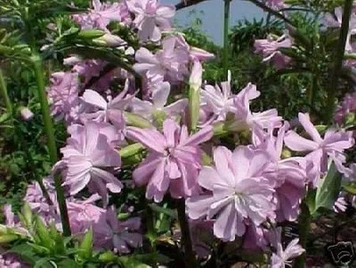 SEMILLAS la hermosa flor de jabón se puede procesar fácilmente en buen jabón