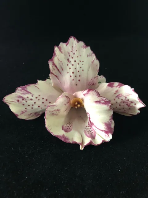 Capodimonte Stunning Large 16cm White Orchid Flower La Bottega Dell'Arte