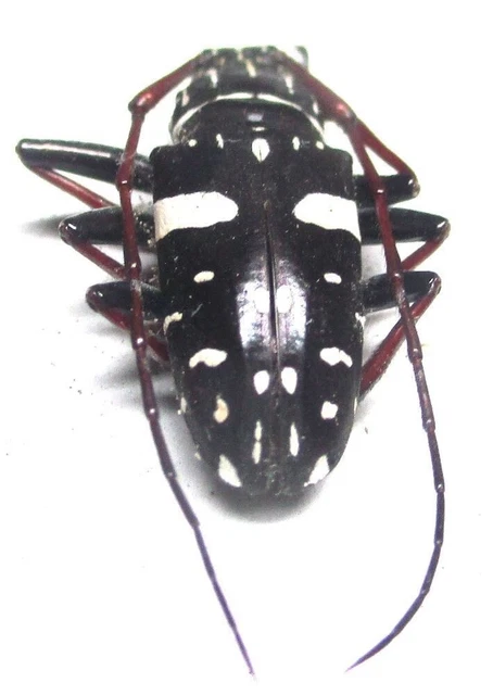 C018 MI Cerambycidae Agelasta (Metagelasta) albomaculata male 18mm