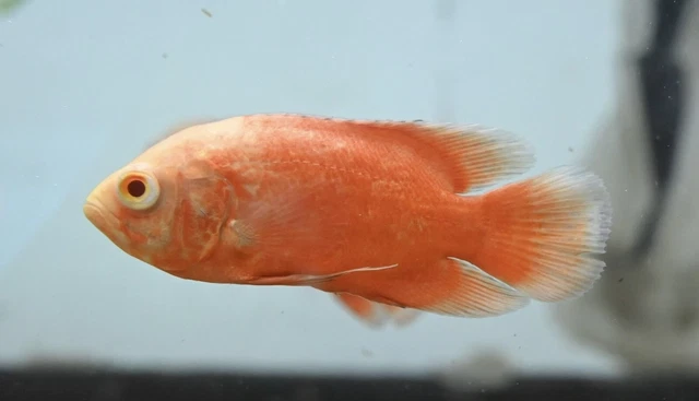 Albino Chili Red Oscar 2.5-3” -Live Freshwater Tropical Aquarium Fish