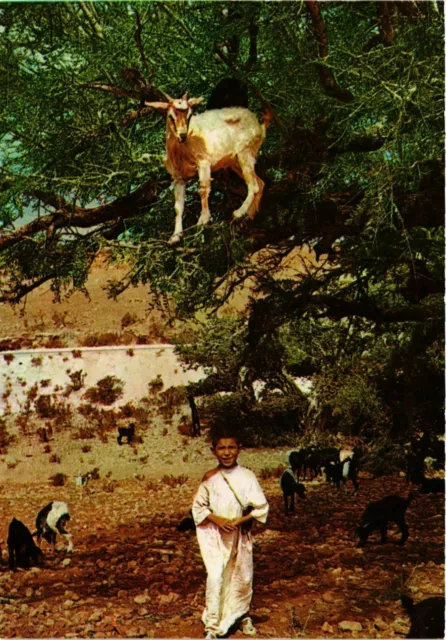 CPM AK Chevres dans les arganiers de la vallee du Souss MAROC (880886)