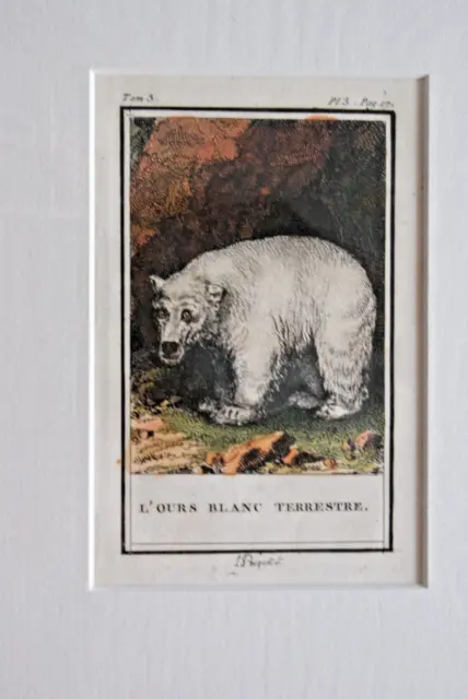 Eisbär-L' Ours Blanc Terrestre Kupferstich Von 1799 Altkoloriert