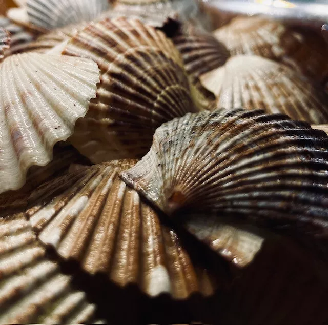 25 PCS. Real Scallop/Pecten Sea Shells 1.5-3"