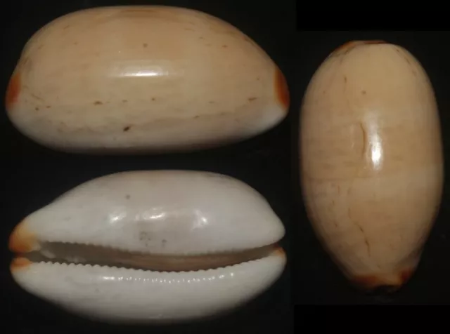 Tonyshells Seashells Cypraea isabella STRIPED COWRIEISABELLA COWRIE 27.2mm F++/g