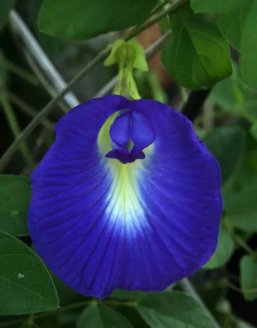 5 graines de CLITORIS DE VENUS (Clitoria Ternatea)B104 BUTTERFLY PEA SEEDS SAMEN