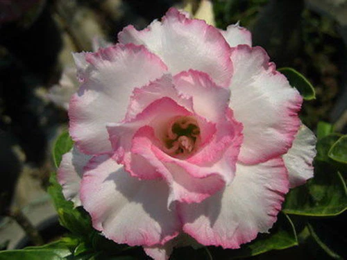 Semi Di Adenium Obesum Pink – Rosa Del Deserto, 5 Semi Freschi Per Coltivazione