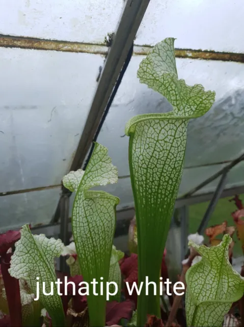 Sarracenia Seed  JUTHATIP SOPER X JUTHATIP WHITE 2