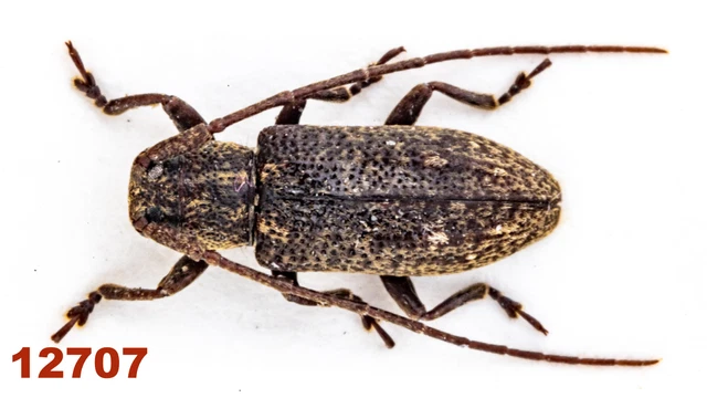 Cerambycidae: Lamiinae sp.  A1, 6 mm, Mounted, 1 pc