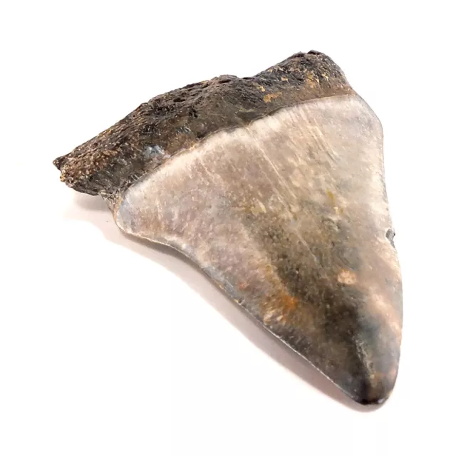 Fossil Mako Shark Tooth Isurus hastalis (EA7781) Nth Carolina USA. 3