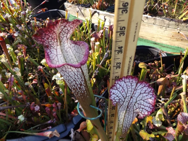 2023 seed crosses PICK YOUR OWN sarracenia carnivorous plant seeds set D