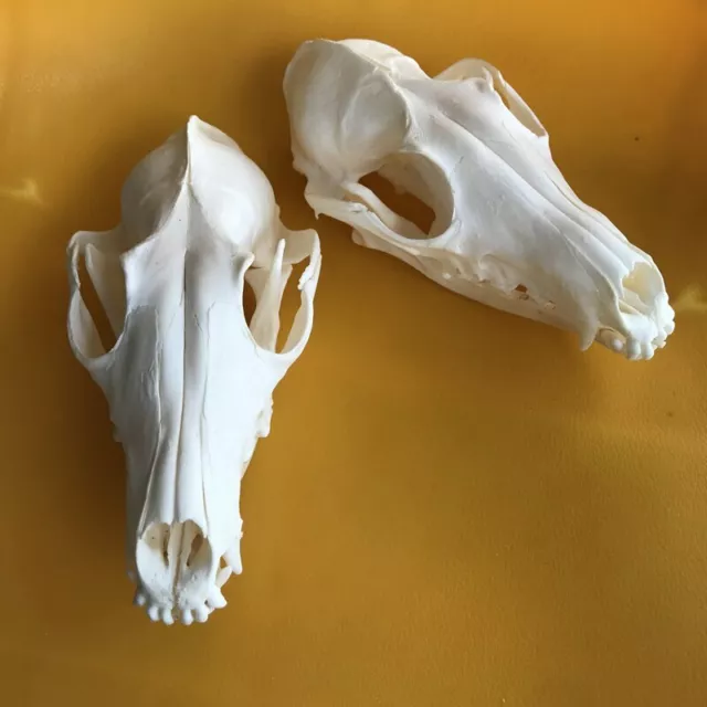 NEW 2 pcs Red Fox Skull taxidermy real bone skeleton Christmas decoration gift