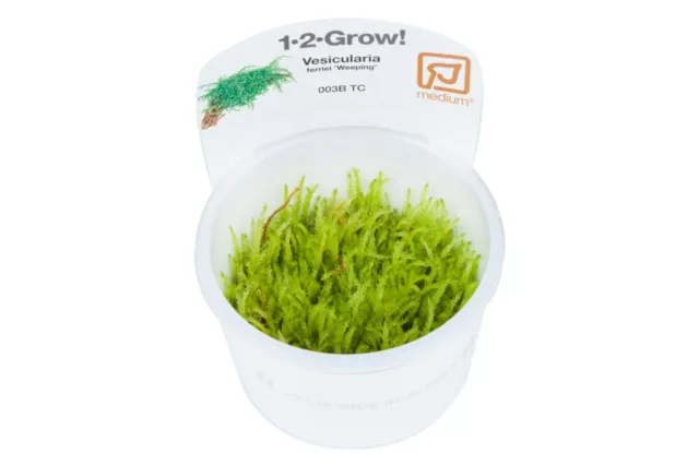 Vesicularia ferriei 'Weeping' - InVitro Aquarium Moos hängend Tropica 003B TC 3