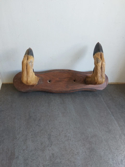 TAXIDERMIE Tête de Chevreuil empaillé trophée de Chasse TAXIDERMIE Tête de Chevreuil empaillé trophée de Chasse