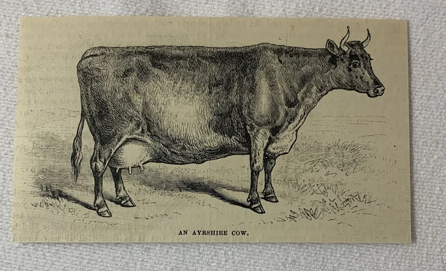 1880 magazine engraving ~ AN AYRSHIRE COW