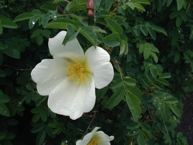 FRAGRANT - ROSA SPINOSISSIMA -ROSE SCOTCH BURNETT  25 seeds. GARDEN BEAUTY