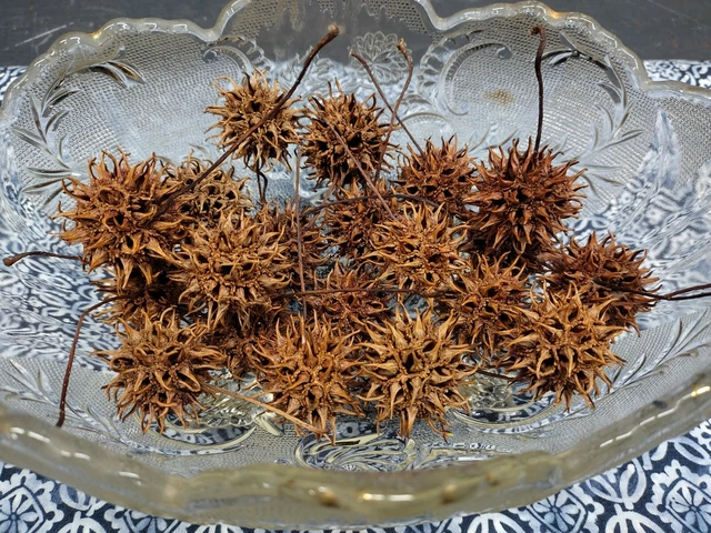 Bolas de goma dulce/brujas rebaba/bolas de brujas/nueces del diablo sazonadas de Missouri