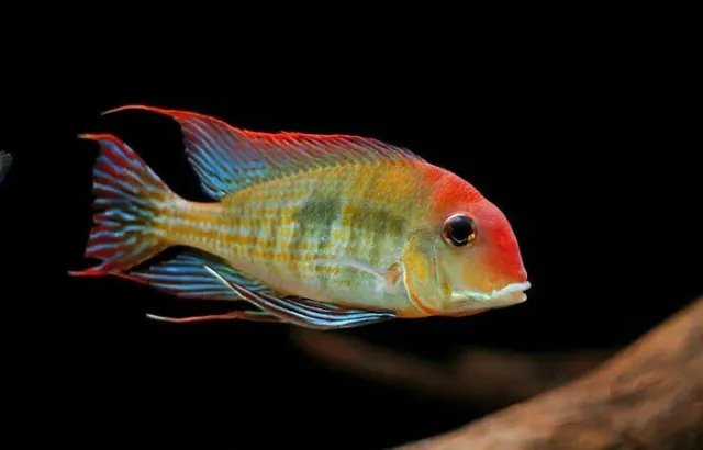 Red Head Eartheater ** Geophagus Tapajos Red Head ** CICHLID **