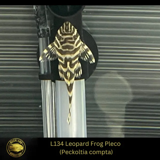 L134 Leopard Frog Pleco - Peckoltia compta - Live Fish (One Item) (2" - 3")