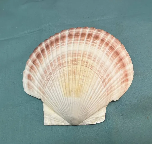 Collectible Scallop Seashell Roughly 6x6 Inches Shabby Chic Home Bathroom Decor
