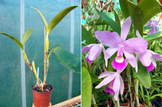 Cattleya skinneri, Orchidée, Orchid