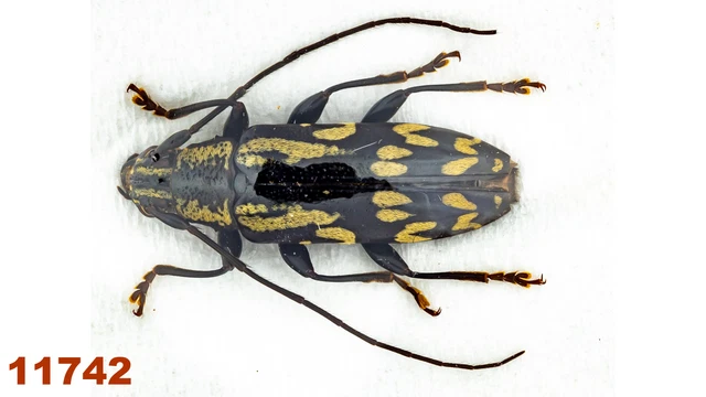 Cerambycidae: Tmesisternus sp.   A-, 14 mm, 1 pc