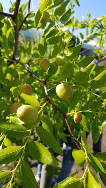 Ziziphus jujuba 'Géant de Huelva' / Dattier chinois / Conteneur de 7 à 10 lit...