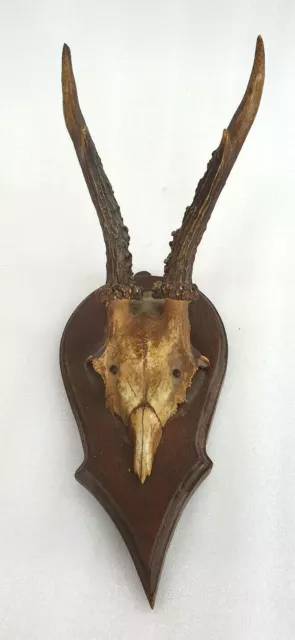 Rehbock Rehgeweih Geweih Horn Vintage Sammlerstück mit Zähnen in der Bildplatte