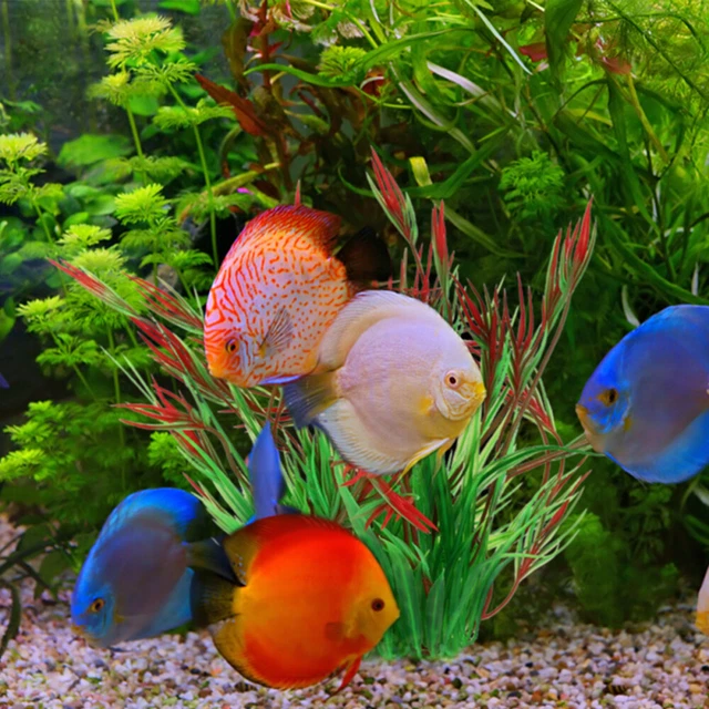 2 ud. Mascotas peces acuario plantas acuario paisaje agua hierba seguro
