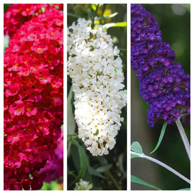 Buddleia Trio - 3 x Butterfly Plants in 9cm Pots - 3 Plants In a Mix Of Colours